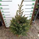 Smrek balkánsky (Picea omorika) – výška 80-100 cm, kont. C12L